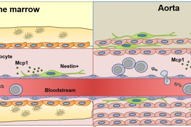 Esquema que representa las células nestina+ en la médula ósea y en la aorta. Se representa el tráfico de células inflamatorias (principalmente monocitos) en ambos tejidos. Los resultados de esta investigación que se publica en Nature Communications podrían ayudar a encontrar nuevas terapias celulares contra la aterosclerosis.