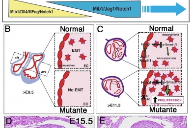 The function of NOTCH is crucial for valve development. (A) NOTCH action occurs in 2 phases, early (E9.5-10.5) and late (E14.5-birth), which involve the activation of the receptor by distinct ligands. E9.5, E10.5, etc. indicate the day of embryonic development in the mouse. (B) Early valve development via the process of epithelial to mesenchymal transition (EMT), giving rise to the primitive valves at E9.5 (E22 in humans). (C) From E11.5 (E33 in humans), NOTCH negatively regulates the proliferation of valve