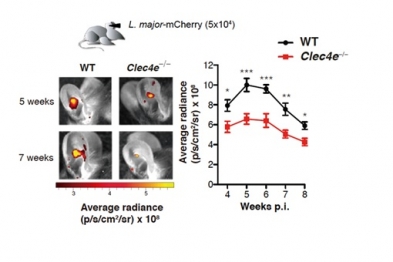 Wildtype (WT) mice or mice lacking Mincle (Clec4e-/-) were infected with a version of the Leishmania major parasite that expresses mcherry fluorescent protein, allowing the parasites to be tracked during infection. The fluorescence signal was measured over the weeks following infection. 