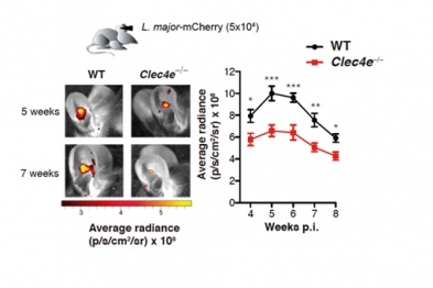 Ratones de fenotipo silvestre (WT) o deficientes en Mincle (Clec4e-/-) fueron infectados con una versión del parásito Leishmania major que coexpresa la proteína fluorescente (mcherry) para su seguimiento in vivo durante la patología. La emisión de fluorescencia fue determinada a diferentes semanas postinfección.