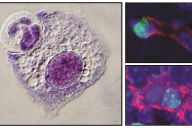 Imágenes microscópicas de macrófagos en el proceso de comerse otra célula, o con la célula ya en su interior. Las imágenes de la derecha muestran el proceso en tejidos vivos, con la célula fagocitada en verde y el macrófago en rojo. En estos ejemplos las células ingeridas son neutrófilos. Crédito de fotos: Jose María Adrover Montemayor (izquierda) y Noelia Alonso González (derecha).