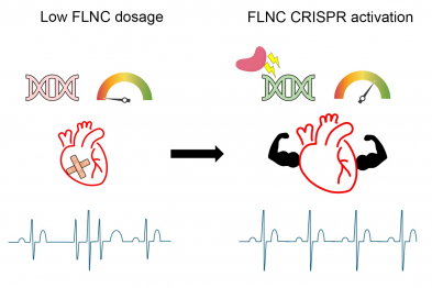 Mediante la tecnología de activación por CRISPR, es posible aumentar la expresión del gen FLNC en un modelo murino de esta enfermedad, recuperando niveles normales de FLNC en sus corazones. En estos ratones, esta nueva tecnología fue capaz de prevenir arritmias y otras anomalías eléctricas.