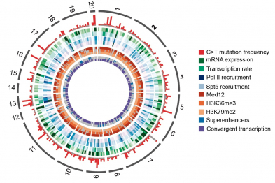 Mapa de mutaciones inducidas por AID en linfocitos B