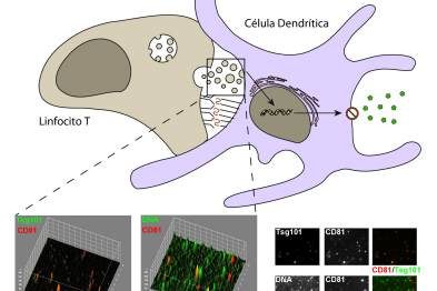 Scheme of an immune synapse between a T lymphocyte and a dendritic cell, showing the transfer of exosome nanovesicles. The exosomes carry a variety of molecules on the surface and in the lumen, such as DNA, that can be detected by advanced microscopy techniques.