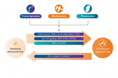 En este estudio se combinaron análisis transcriptómico (ARN), metilomico (modificaciones de ADN) y proteómico (proteínas) en células sanguíneas para determinar la edad genética e identificar ciertos procesos inflamatorios como los mediadores entre una mayor aterosclerosis a nivel subclínico y una aceleración de la edad epigenética.