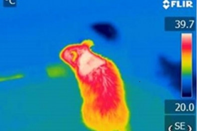 : Foto térmica en la que se aprecia en blanco (máxima capacidad calorífica) la localización de la grasa marrón en el ratón (Foto: Nuria Matesanz/CNIC).