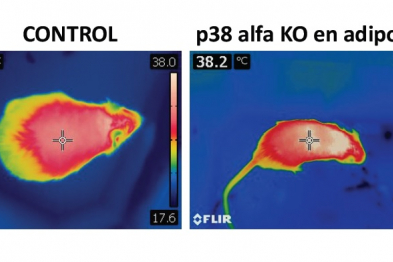 Thermographic image illustrating that mice lacking p38 alpha in adipose tissue do not gain weight when fed a high-fat diet and generate more heat (white areas) due the activation of brown fat. 