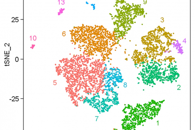 Gráfica donde se muestran los distintos tipos celulares de la coroides clasificados según su expresión génica. Cada punto representa una célula individual, y cada color indica un tipo celular distinto