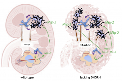 Kidney infection with the fungal pathogen Candida albicans causes tissue damage. In wild-type mice, DNGR-1 expressed on dendritic cells detects this injury, and this triggers a reduction in the production of Mip-2, a chemokine that attracts neutrophils. Mice lacking DNGR-1 do not recognize the tissue injury and therefore do not reduce Mip-2 production. The resulting excess neutrophil infiltration in the kidney results in more extensive, immunopathological tissue damage.