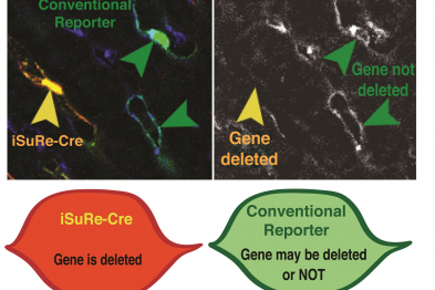 In the figure is possible to see single cells expressing the iSuRe-Cre allele (in yellow) and the conventional reporter (in green). Only the yellow cell has the gene deleted.