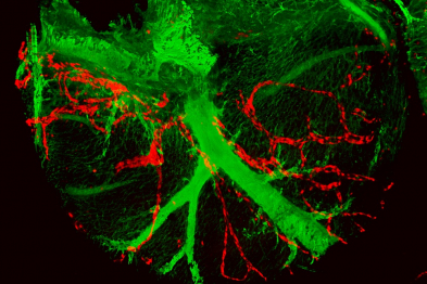 A mouse heart with the coronary arteries are shown in green. The red staining shows the cells descended from a single lymphatic endothelial cell. 