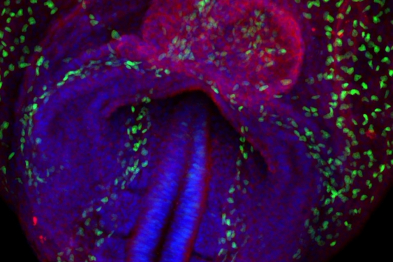 Imagen de un embrión de ratón en una etapa temprana del desarrollo (E8.25, con 6 somitos). En azul se muestran los núcleos de las células, en rojo las células musculares en formación del corazón, y en verde las células activadas por la señal Notch, un sistema que regula el desarrollo embrionario.