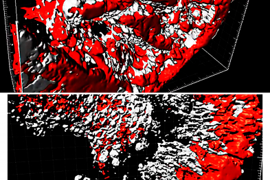 Neuregulin-1 is essential for the birth, growth, and patterning of trabeculae. The panels show 3-dimensional reconstructions of ventricles from a normal mouse embryo (top) and an embryo lacking Nrg1 (bottom), revealing the complex trabecular network in the control heart and the primitive network in the Nrg1-deficient mutant. 