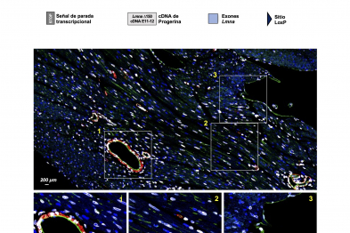 Scheme of the genetic construct used to generate HGPSrev mice, indicating reversion of the allele by the action of Cre recombinase. The representative images show the expression of progerin (white nuclear signal) in the heart of an HGPSrev mouse.