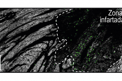 Localización de neutrófilos “nocturnos” (en verde) dentro del área de infarto en el miocardio (zona oscura rodeada por la línea blanca).