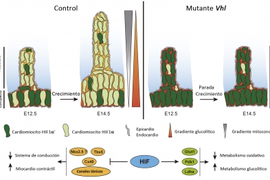 La activación espaciotemporal de HIF1 en el miocardio en desarrollo define compartimentos metabólicos con una firma glucolítica en el miocardio compacto (flecha roja) en contraste con una elevada activación mitocondrial en las trabéculas (flecha gris). La disminución de los niveles de HIF1 de día 12.5 a 14.5 regula un cambio en el metabolismo cardiaco con un incremento del metabolismo oxidativo. HIF1 actúa reprimiendo genes del sistema de conducción en el miocardio compacto, favoreciendo así un fenotipo c