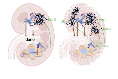 El hongo patógeno Candida albicans llega al riñón donde causa daño. En ratones silvestres, DNGR-1 en células dendríticas reconoce ese daño, lo que hace que produzcan niveles regulados de Mip-2, una quimioquina que produce la atracción de neutrófilos al tejido. Sin embargo, ratones deficientes en DNGR-1 no reconocen el daño, no reducen la producción de Mip-2 y esto hace que lleguen demasiados neutrófilos al riñón, causando una lesión excesiva (inmunopatología).