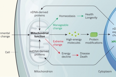 Mitochondria as the central environmental sensor