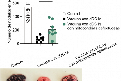 Para que la inmunoterapia antitumoral con cDC1 sea óptima, es necesario que sus mitocondrias estén activas. Aunque la vacuna con cDC1 normales reduce eficazmente la metástasis de tumores B16-OVA, cuando estas células tienen mitocondrias dañadas, su eficacia contra el cáncer disminuye.