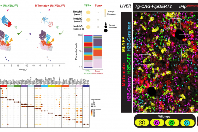  iFlpMosaics permite la inducción de mosaicos genéticos multiespectrales en ratones y el estudio de la función génica en células individuales con mayor rendimiento y precisión mediante RNA-seq de célula única (izquierda) y técnicas de imagen (derecha).