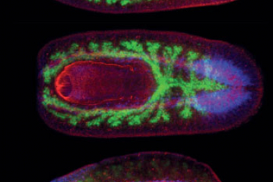 Planaria)Sanchez-AlvaradoLab