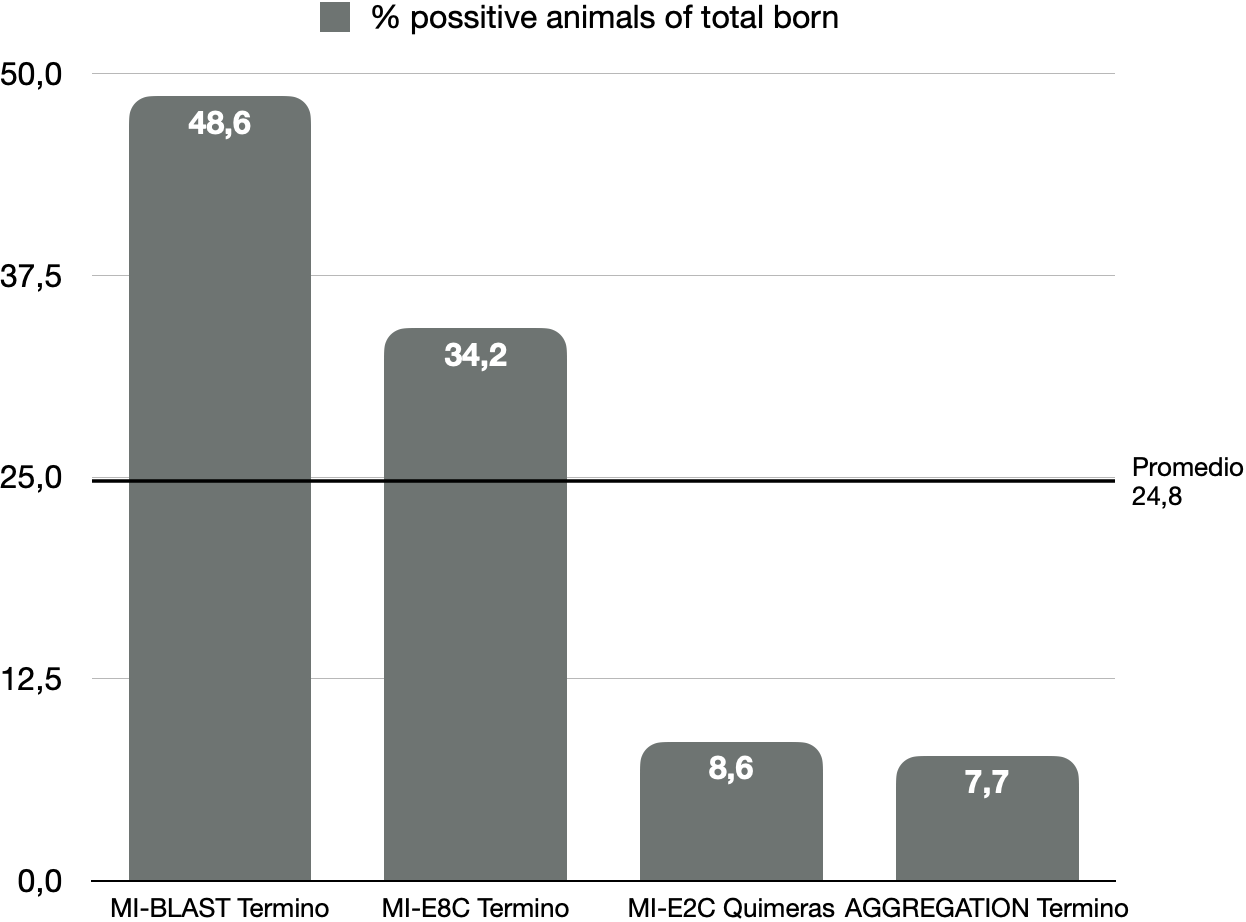Percentage of positive offspring of the total born in GMOs Blastocyst / E8C
